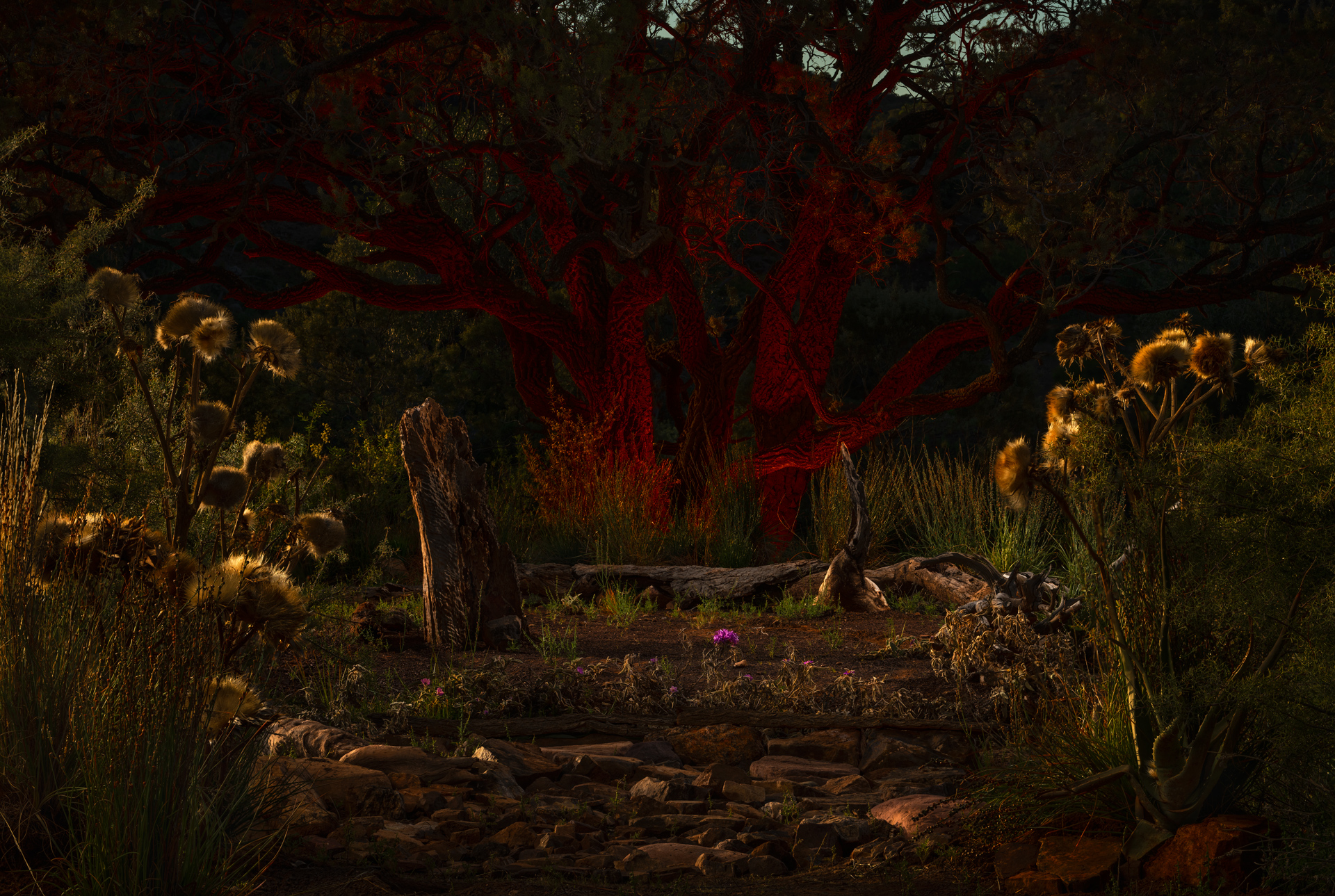 Magic Tree